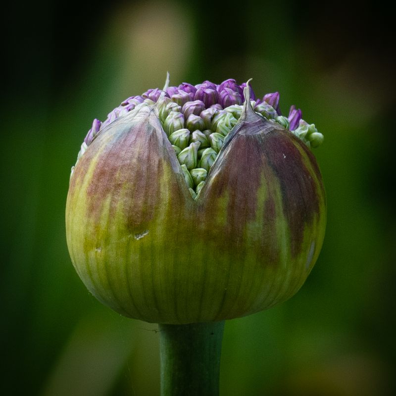 Allium No 1