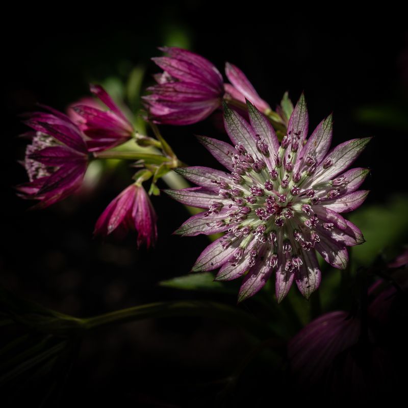 Allium No 10