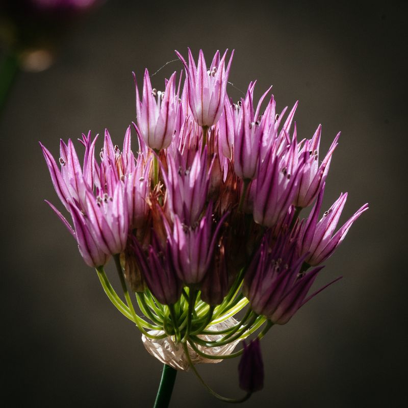 Allium No 11