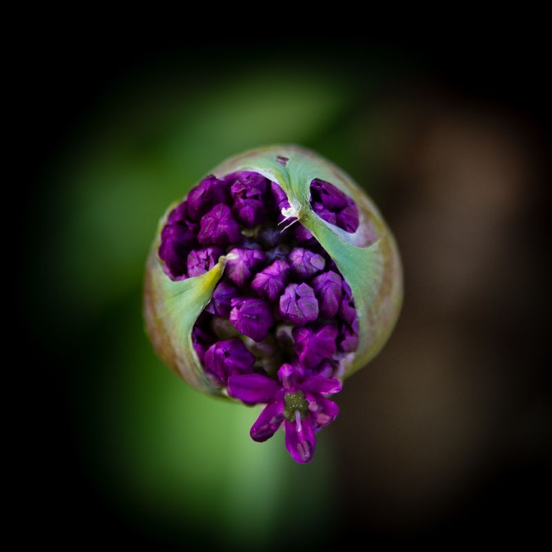 Allium No 14