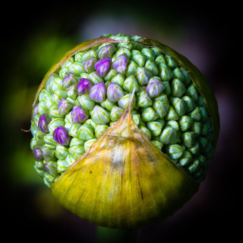 Allium No 2