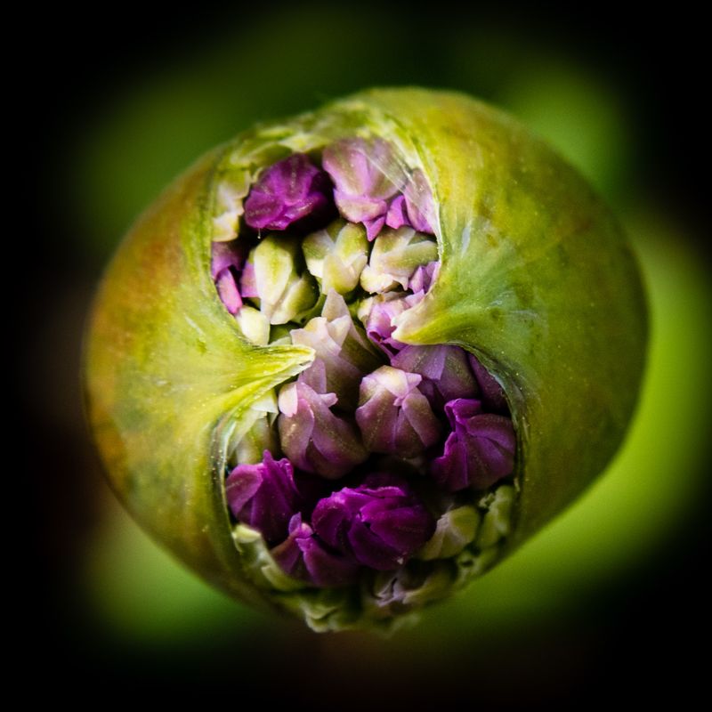 Allium No 3