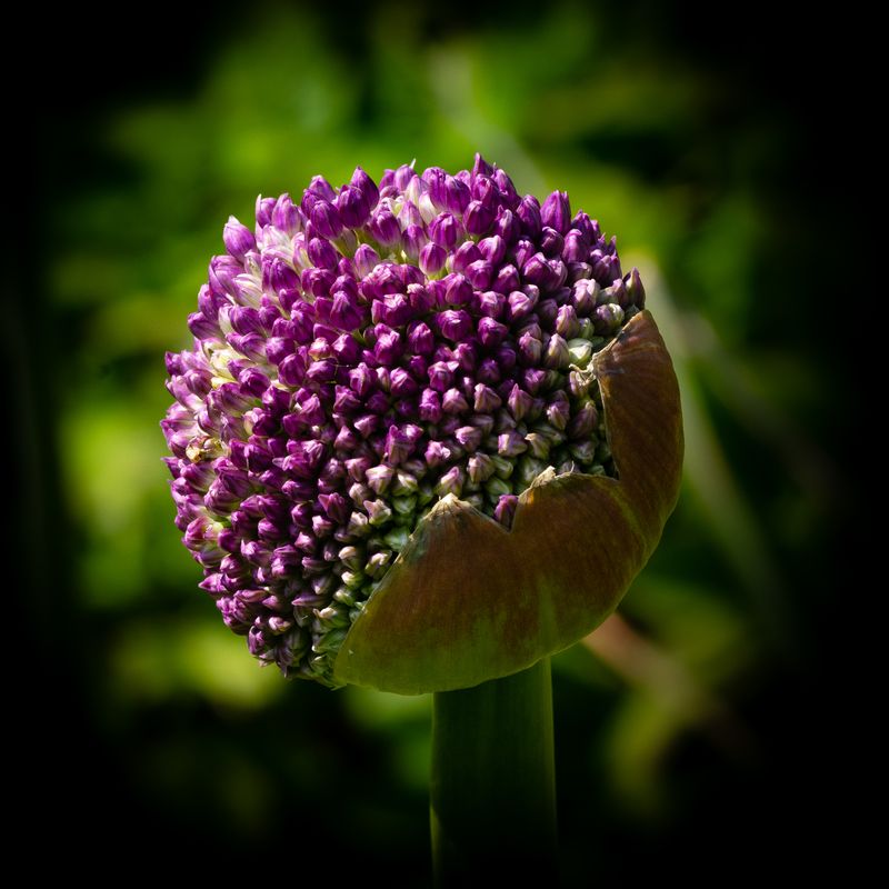 Allium No 5