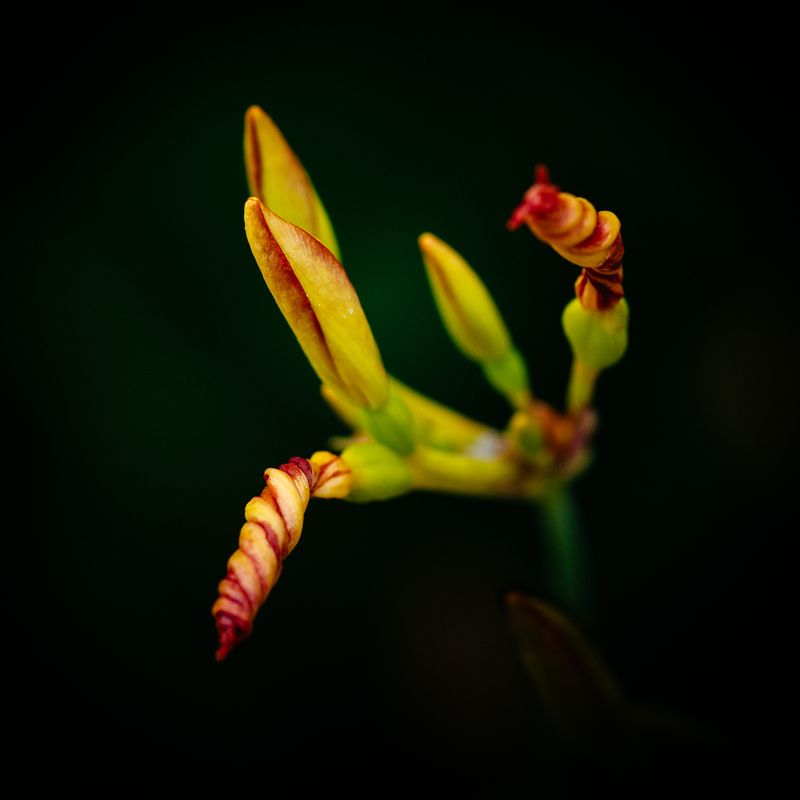 Candy Stripe Lily