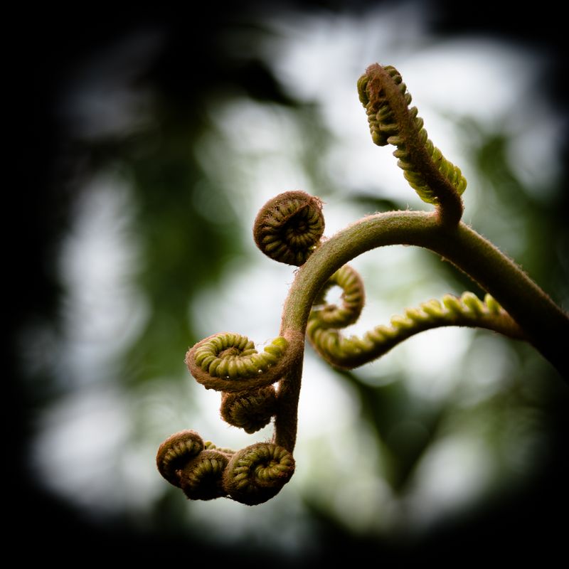 Fern