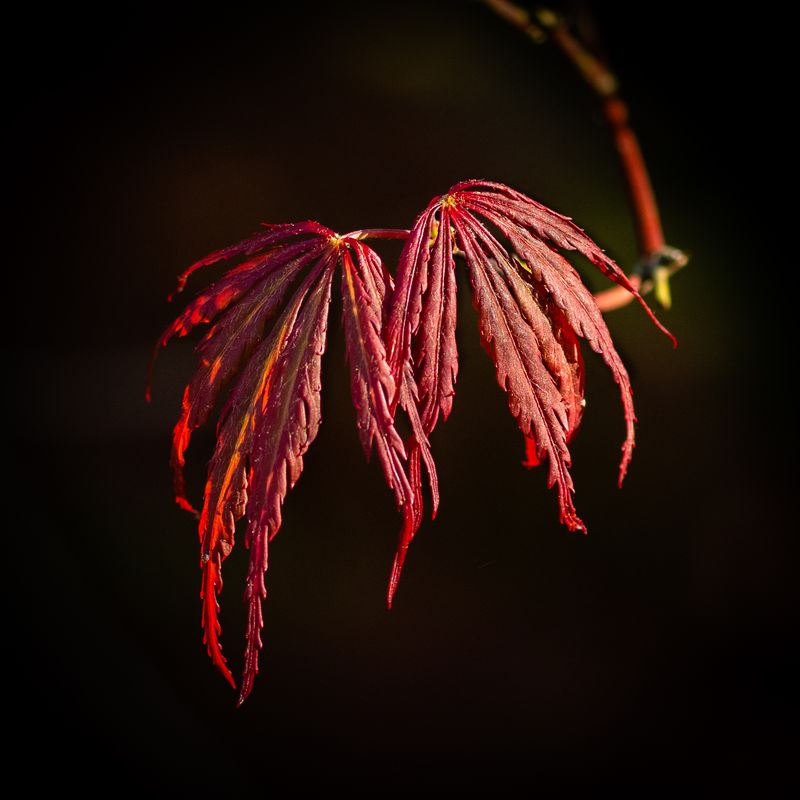 Maple Shadows