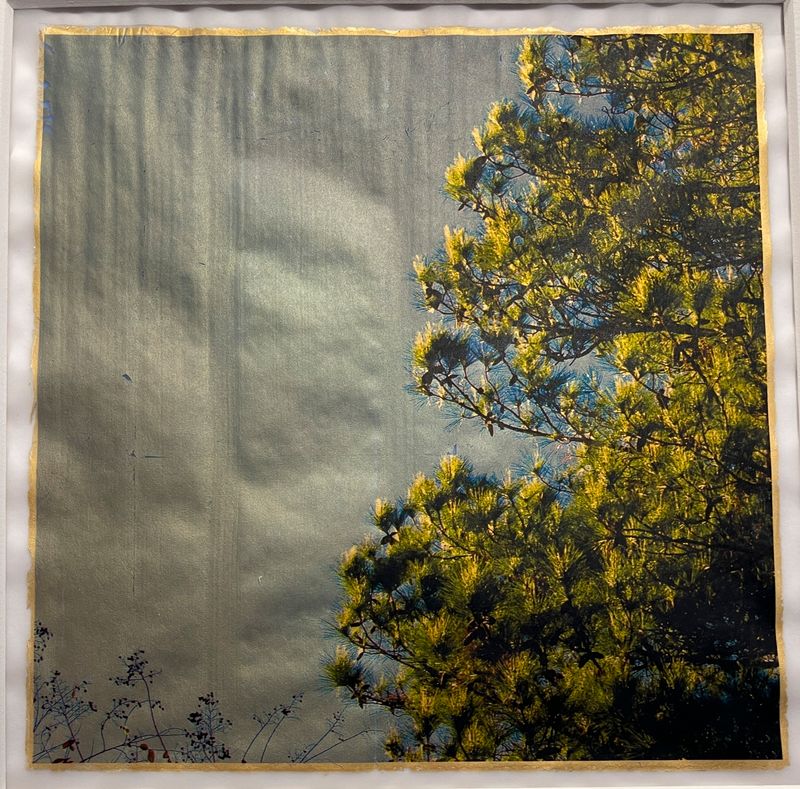 Pine Trees Have a Menacing Beauty
