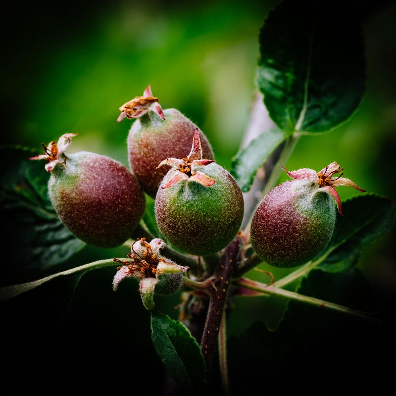 Pods
