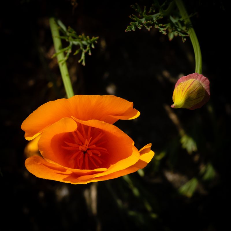 Poppy No 10
