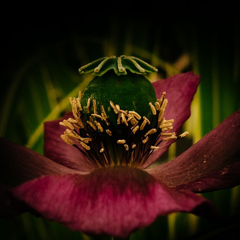 Poppy No 12