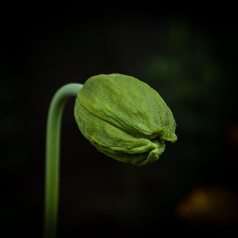 Poppy No 2