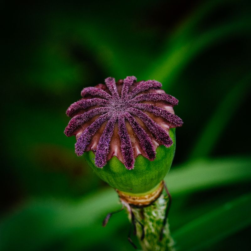 Poppy No 7