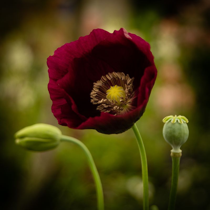 Poppy No 8