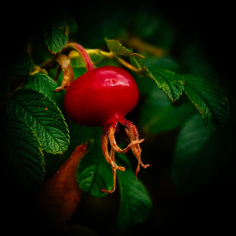 Rose Hip No 1