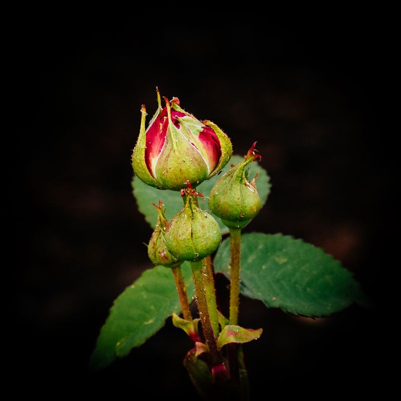 Rose No 1
