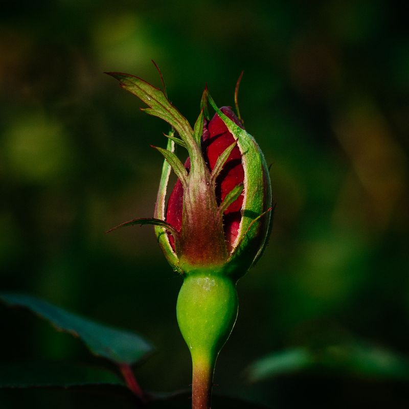 Rose No 3