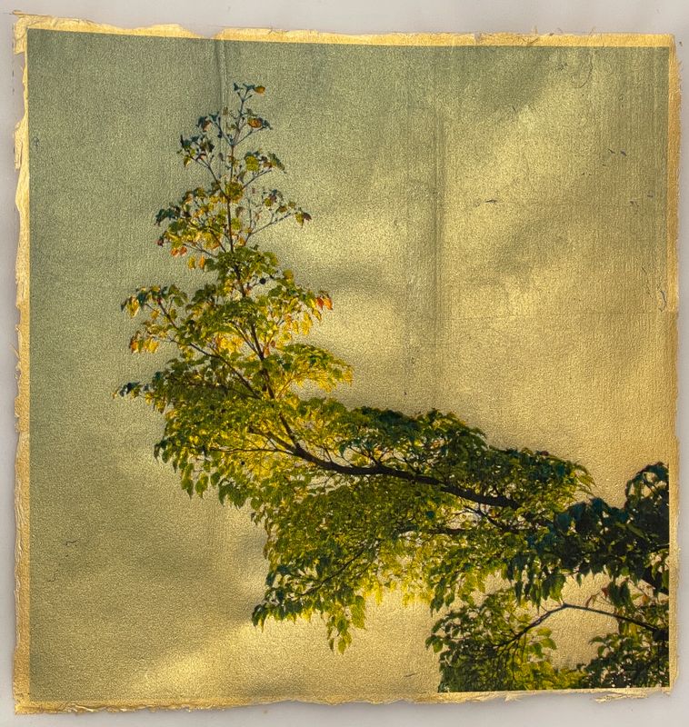 The Tree Bends to the Light