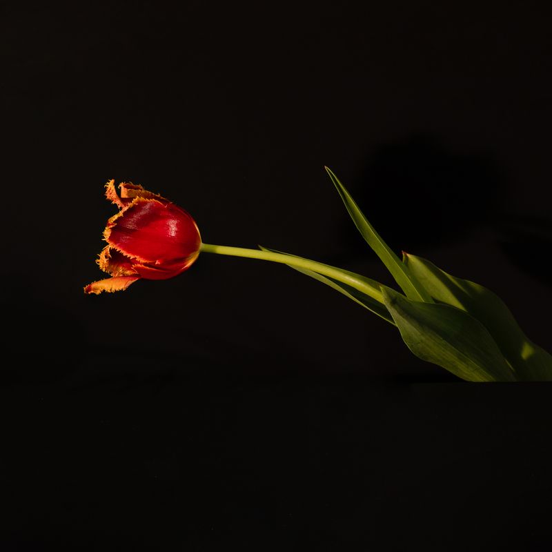 Tulip No 1