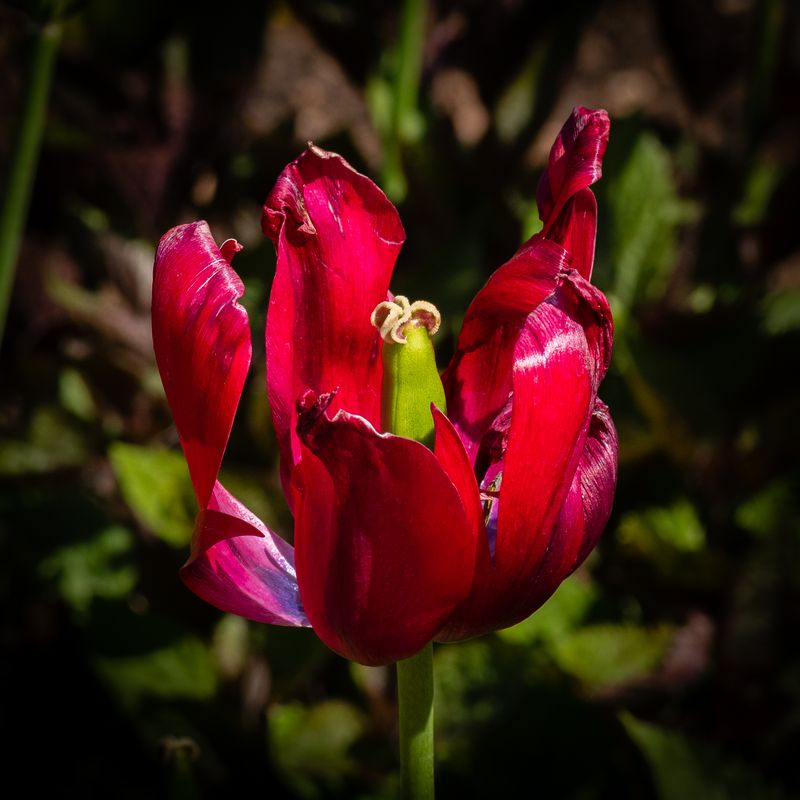Tulip No 4