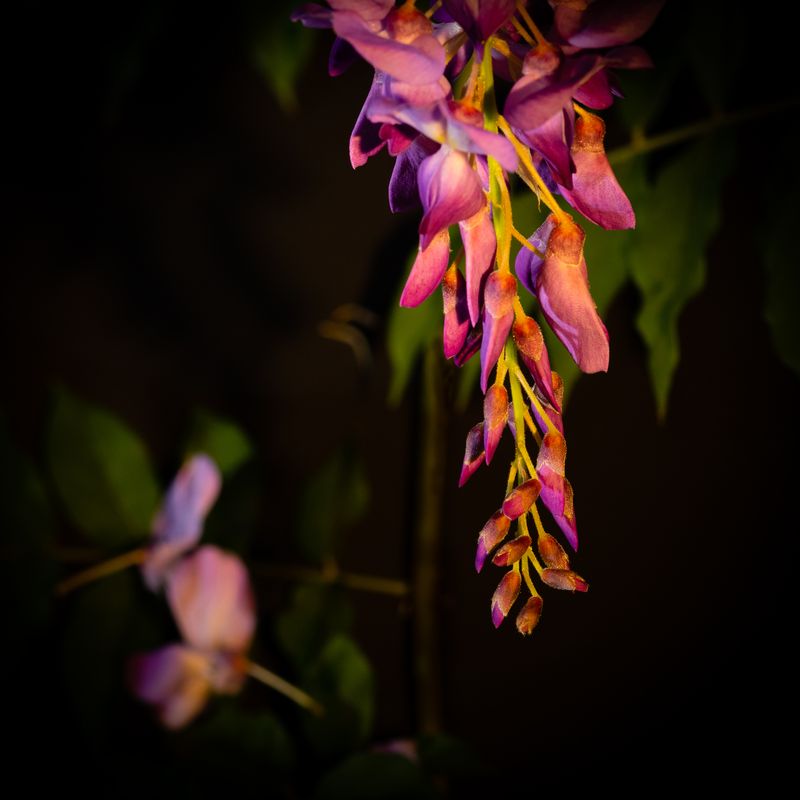 Wisteria No 1
